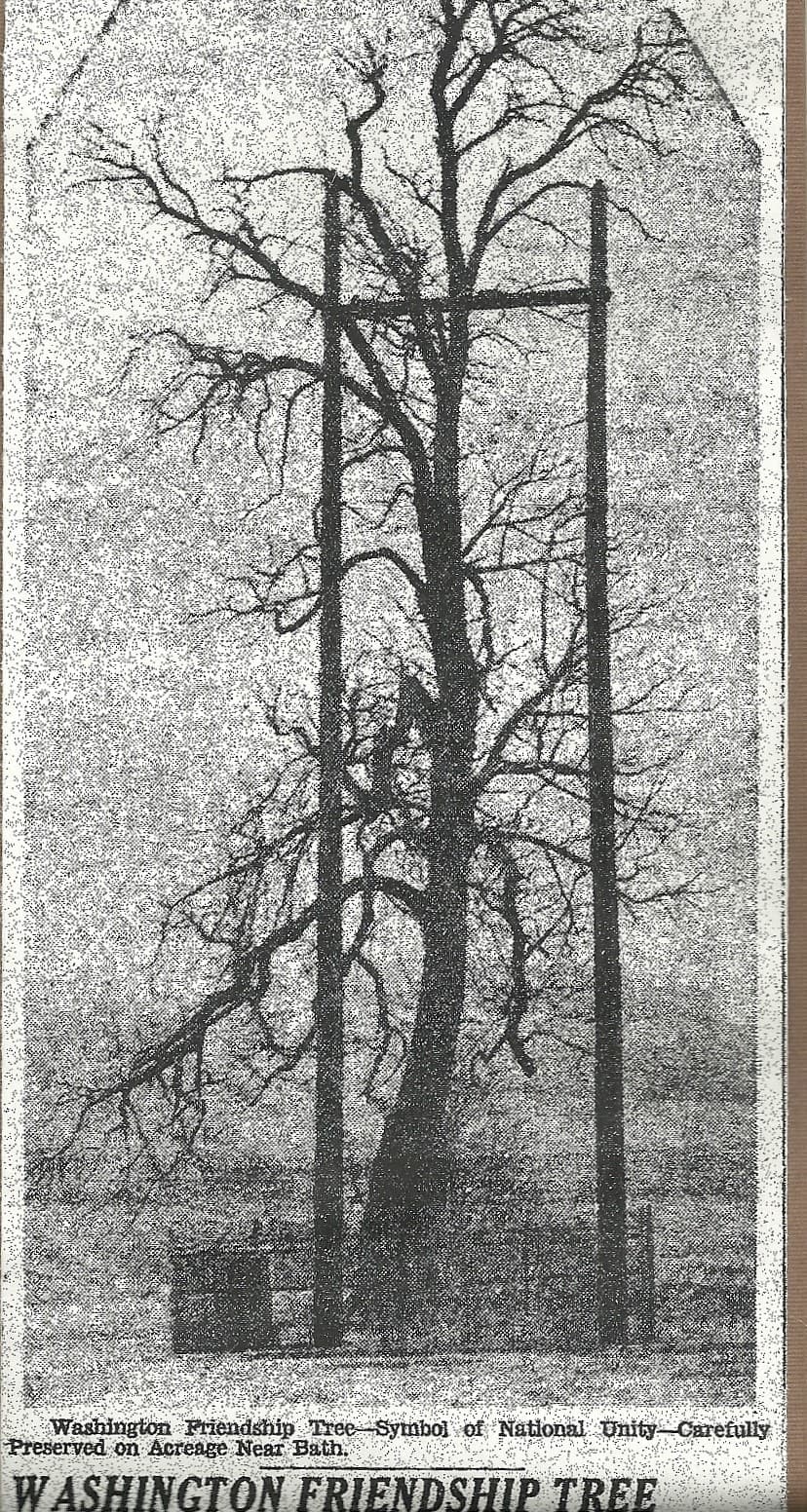 The Friendship Tree