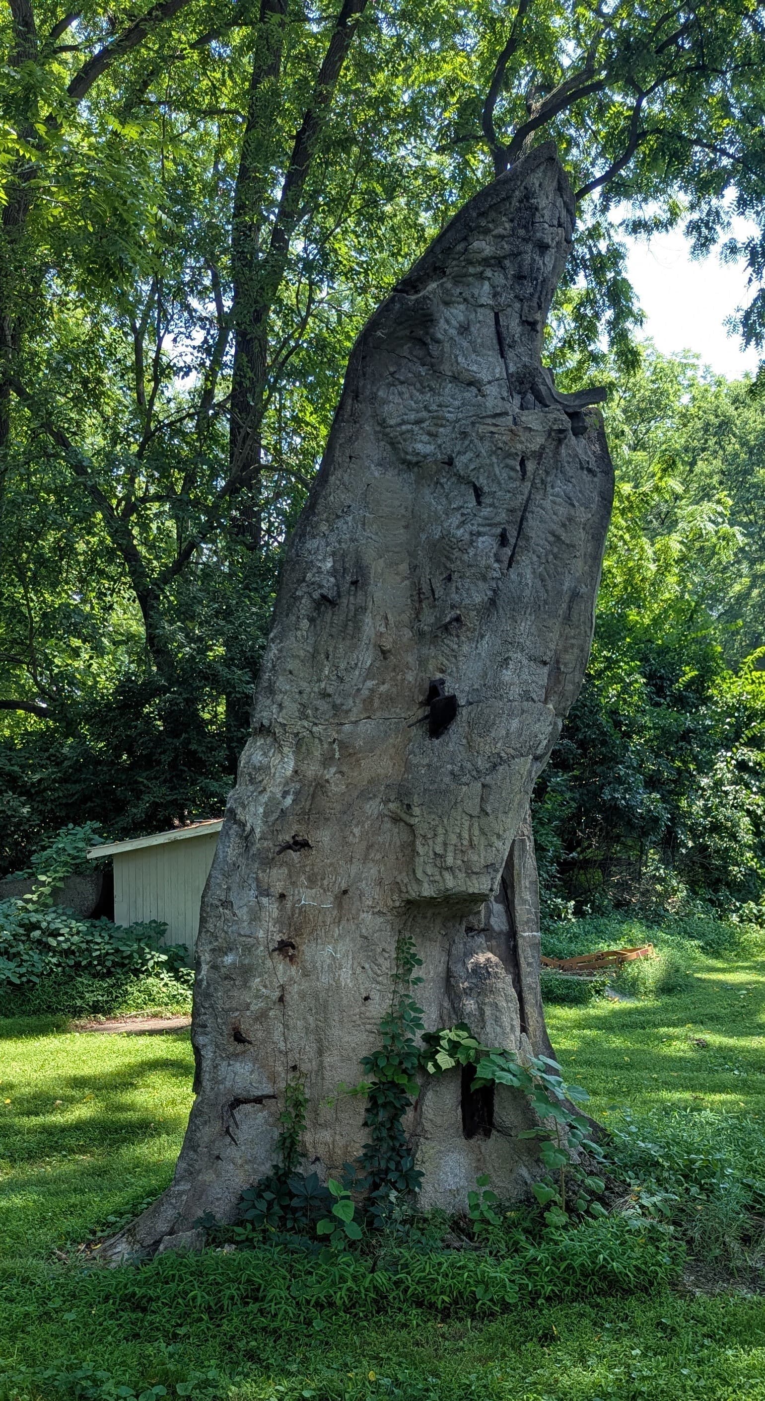 The Friendship Tree