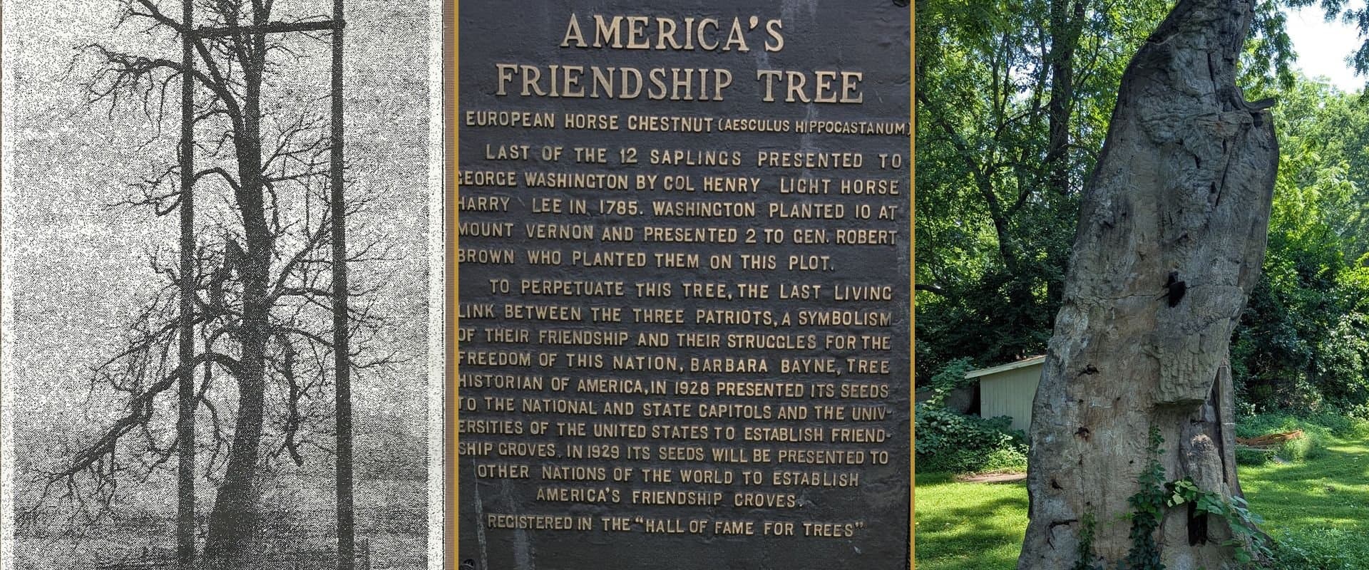 Friendship Tree